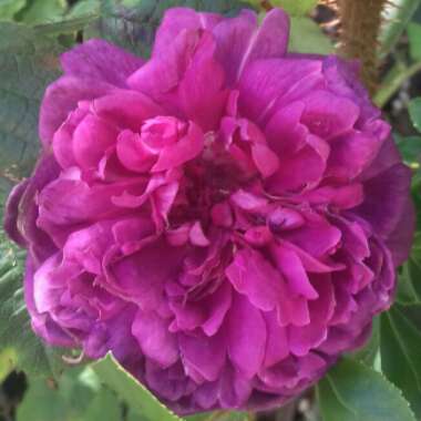 Rosa 'William Lobb'