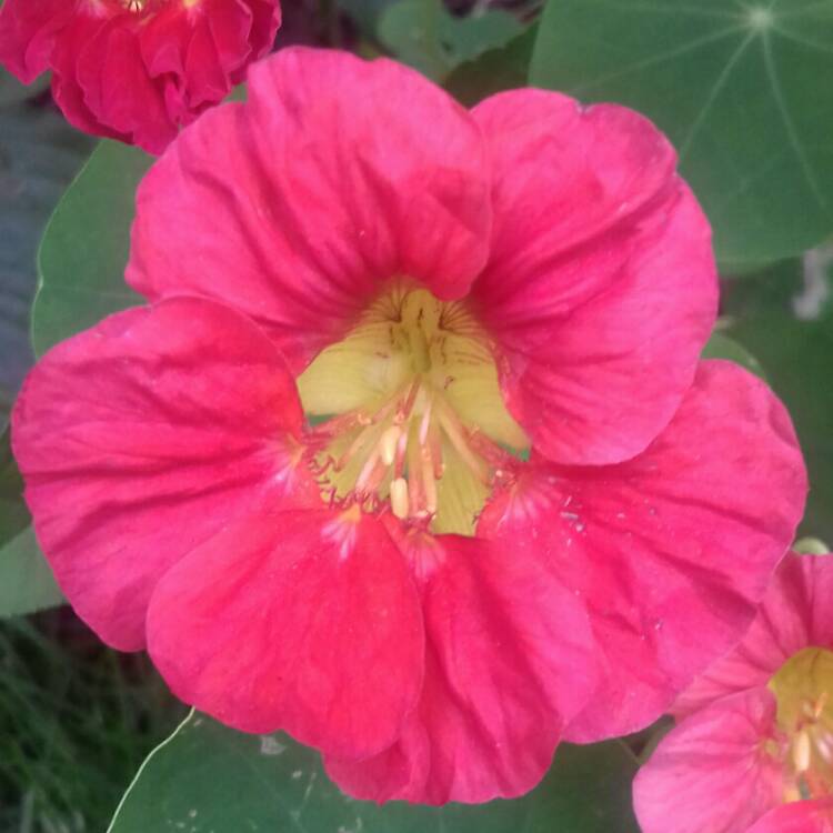 Plant image Tropaeolum majus 'Jewel Cherry Rose'