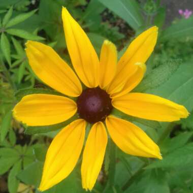 Rudbeckia