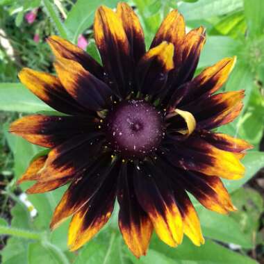 Rudbeckia