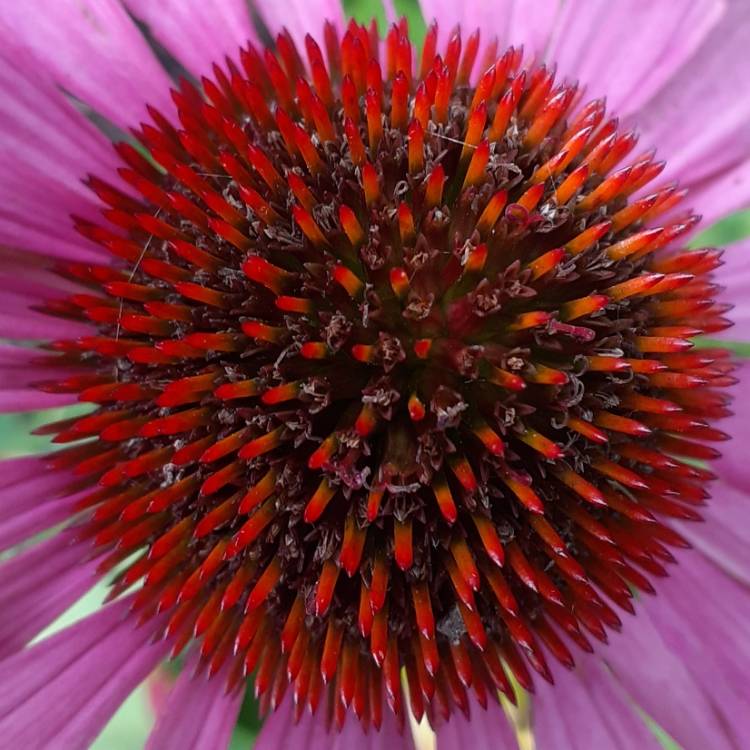 Plant image Echinacea purpurea 'Prairie Splendor'