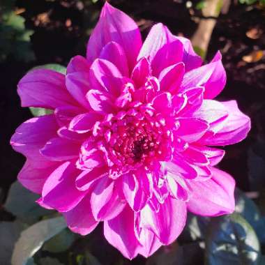 Dahlia (Border Varieties)