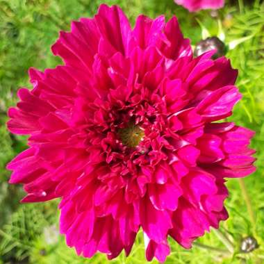 Cosmos bipinnatus 'Double Click Cranberries'