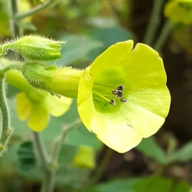 Plant image Nicotiana Langsdorffii