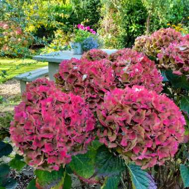 Hydrangea