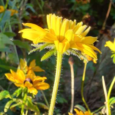 Rudbeckia