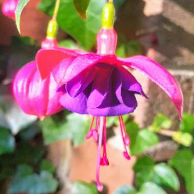 Fuchsia (Half Hardy)