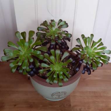 Aeonium Arboreum Zwartkop