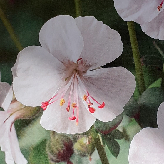 Plant image Geranium x cantabrigiense 'St Ola'