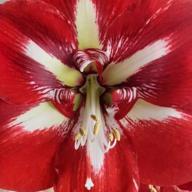 Hippeastrum (Galaxy Group) 'Barbados'