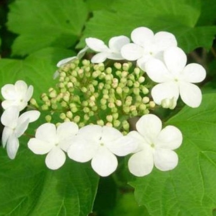 Plant image Viburnum opulus