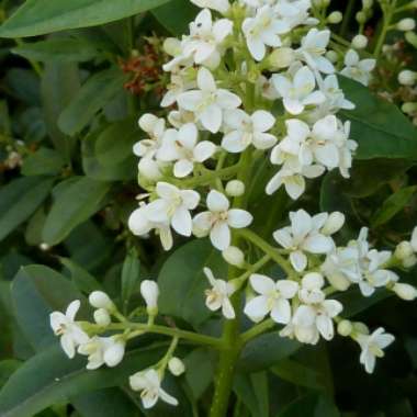 Ligustrum ovalifolium