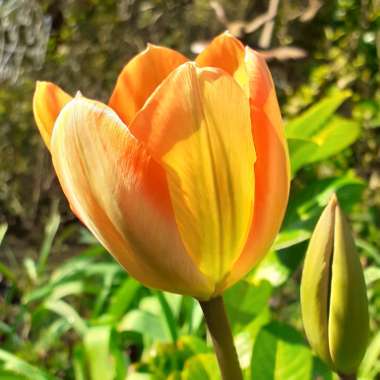 Tulipa 'Orange Emperor'