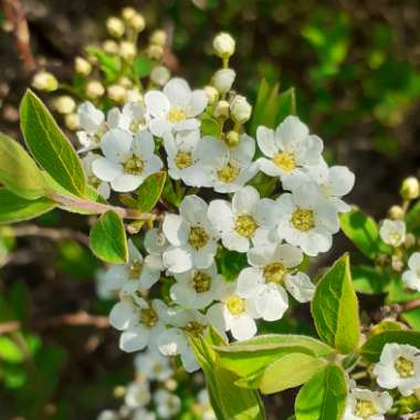 Spiraea prunifolia 'Plena'