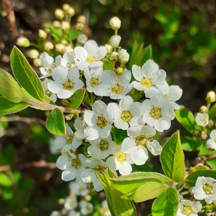 Plant image Spiraea prunifolia 'Plena'