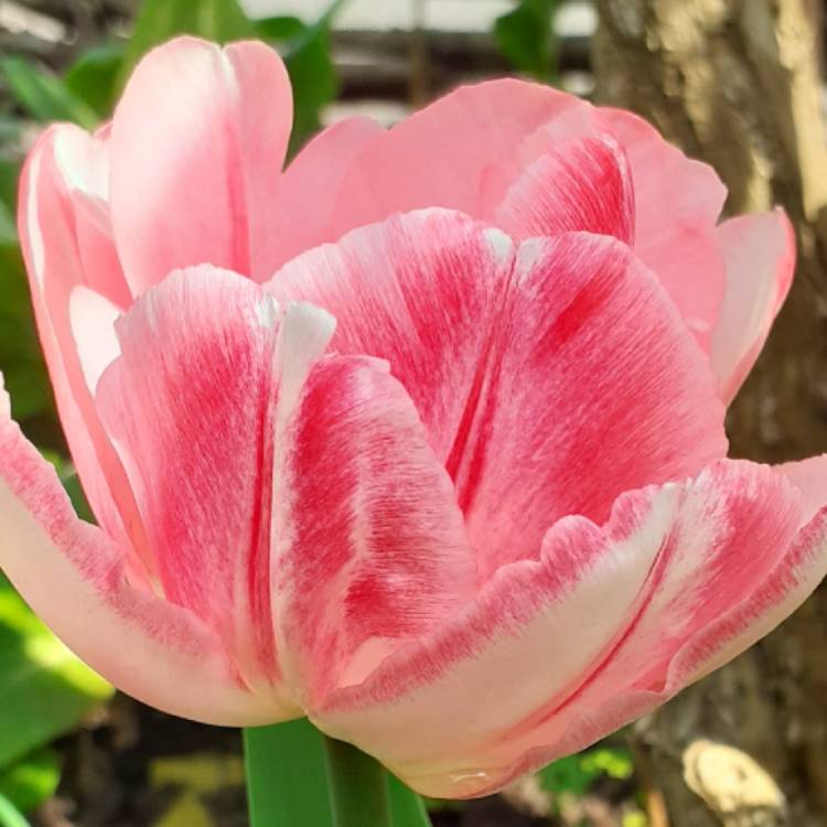 Plant image Tulipa 'Peach Blossom'