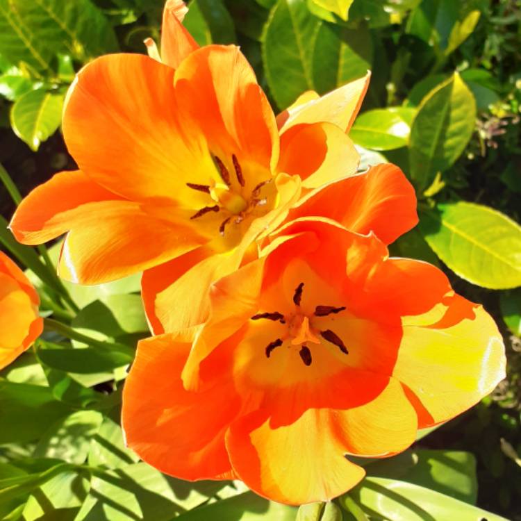 Plant image Tulipa 'Orange Emperor'