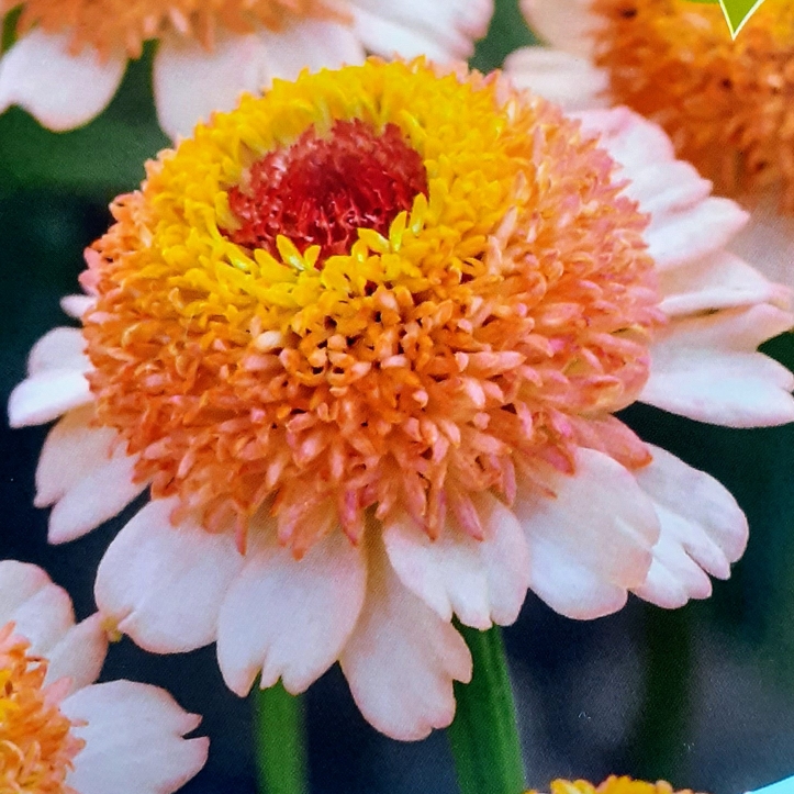 Plant image Zinnia elegans 'Zinderella Peach'