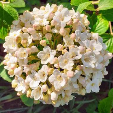 Viburnum