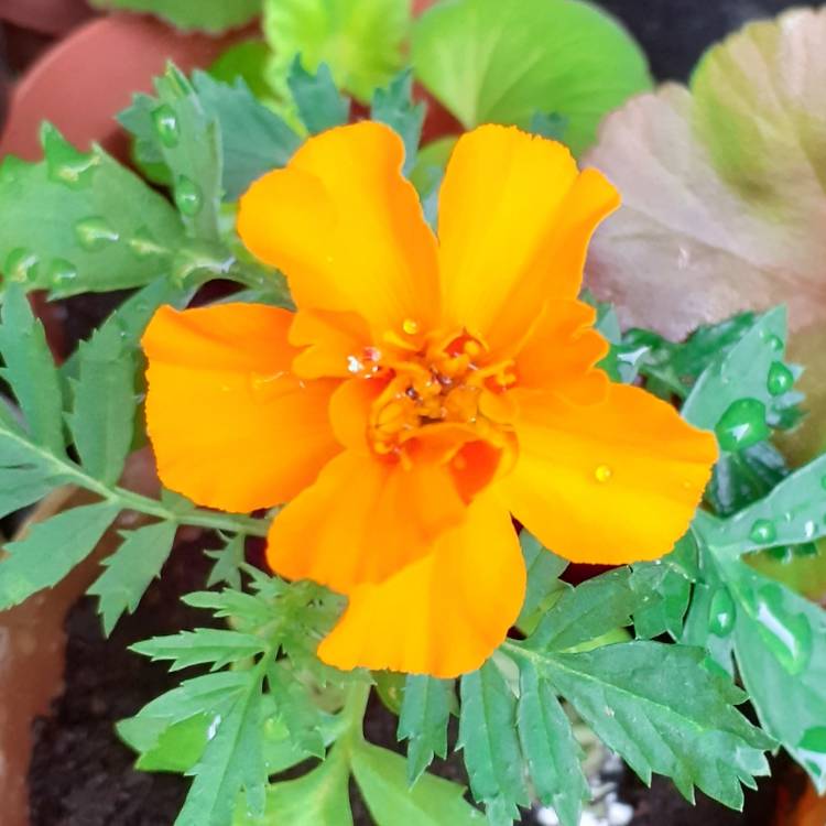 Plant image Tagetes Patula 'Safari mixture'