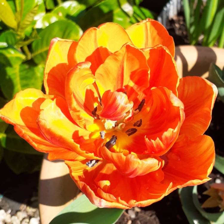 Plant image Tulipa 'Orange Princess'