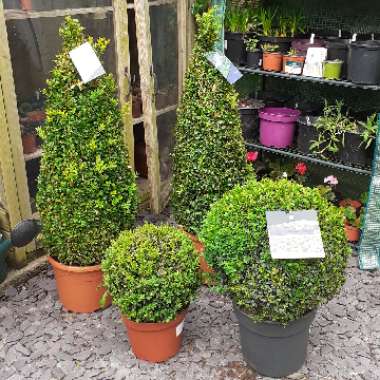 Buxus sempervirens