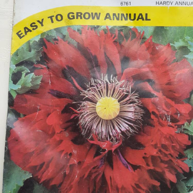 Plant image Papaver somniferum 'Seriously Scarlet'