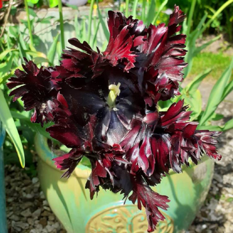 Plant image Tulipa 'Black Parrot'