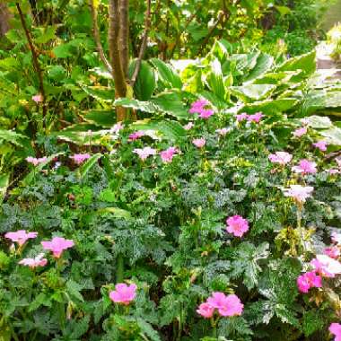 Geranium himalayense  syn. Geranium grandiflorum