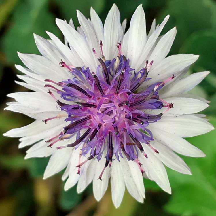 Plant image Centaurea cyanus 'Classic Fantastic'