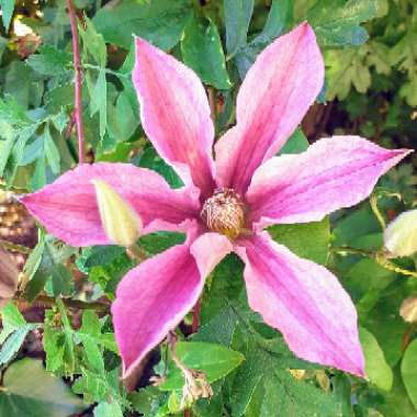 Clematis 'Sally'™ evipo077