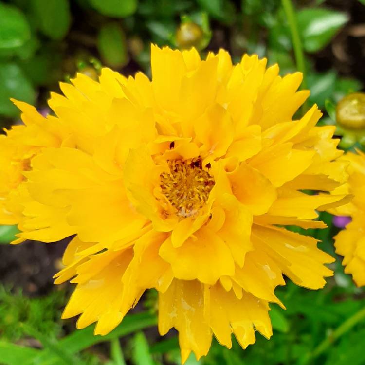 Plant image Coreopsis Early Sunrise