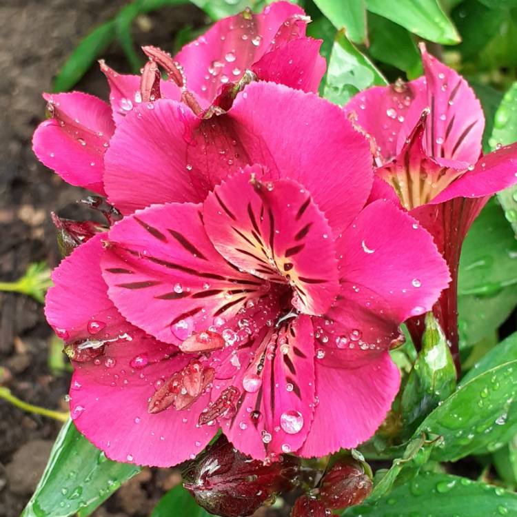 Plant image Alstroemeria 'Zaprilou' (Princess Series) syn. Alstroemeria 'Princess Louise', Alstroemeria 'Colorita Louise'