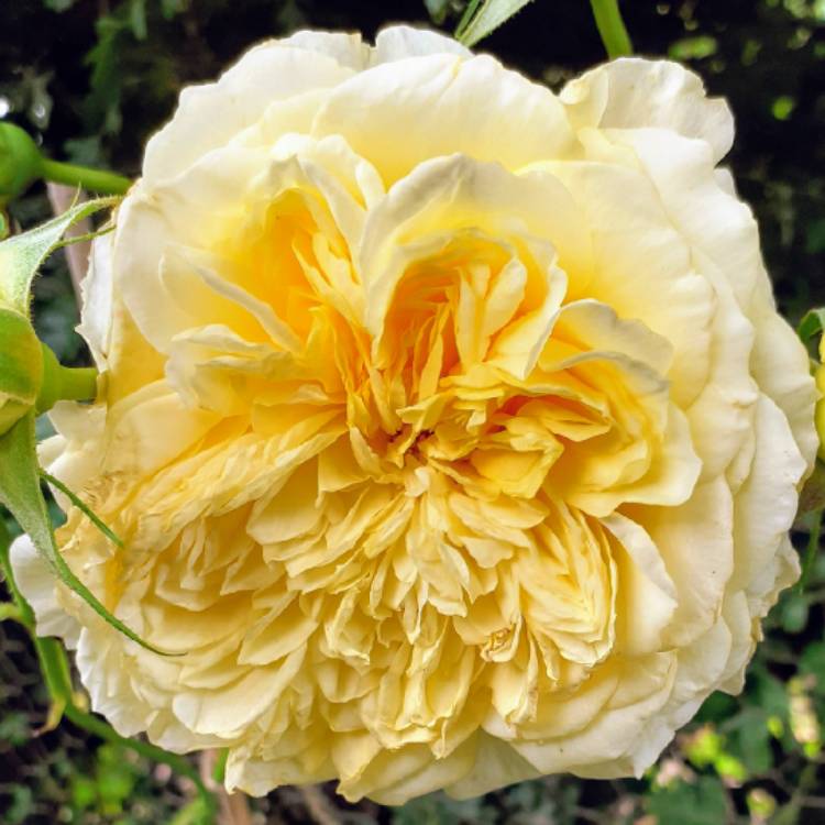 Plant image Rosa 'Auswalker' syn. Rosa 'The Pilgrim', Rosa 'Gartenarchitekt Gunther Schulze'