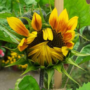 Helianthus annuus 'Sunburst'