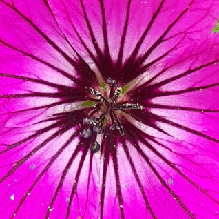 Geranium himalayense  syn. Geranium grandiflorum