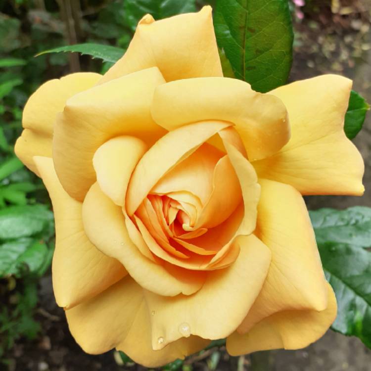 Plant image Rosa 'Golden Celebration'