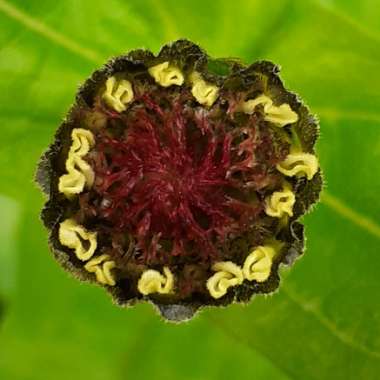 Zinnia elegans 'Zinderella Peach'