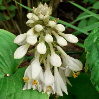 Hosta