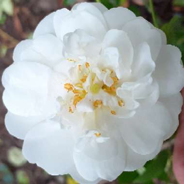 Rosa 'Rambling Rector'