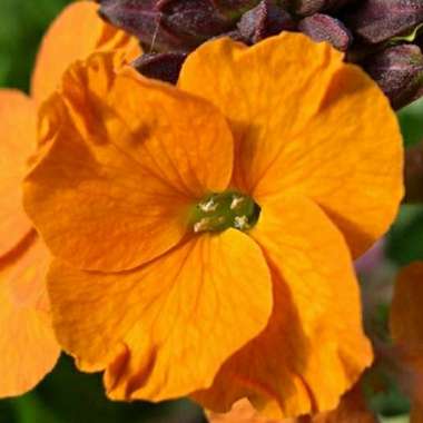 Erysimum 'Apricot Twist' syn. Erysimum 'Apricot Delight'