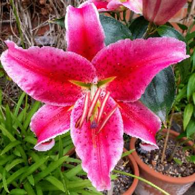 Lilium 'Star Gazer' syn. Lilium 'Stargazer'