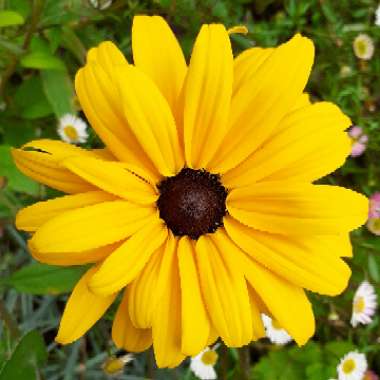 Rudbeckia hirta 'Rustic Dwarf Mix'