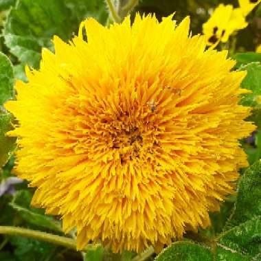 Helianthus annuus 'Teddy Bear'