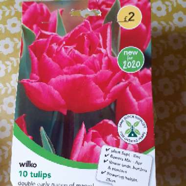 Tulipa (Double Early Group)