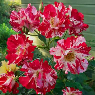 Rosa 'Wekroalt' syn. Rosa 'Fourth Of July', Rosa 'Climbing Fourth Of July', Rosa 'Crazy For You', Rosa 'Hanabi'