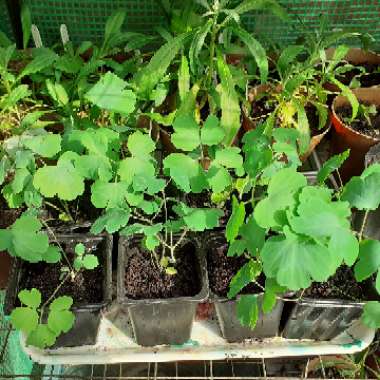 Aquilegia 'Lime Sorbet'