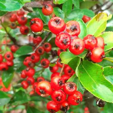 Pyracantha 'Orange Glow'