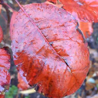 Cotinus coggygria 'Royal Purple'