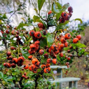 Pyracantha 'Orange Glow'